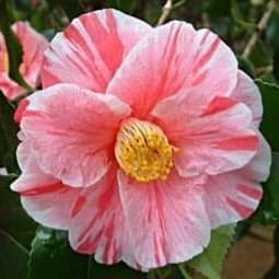 Kamélie japonská (Camellia Japonica) - 6