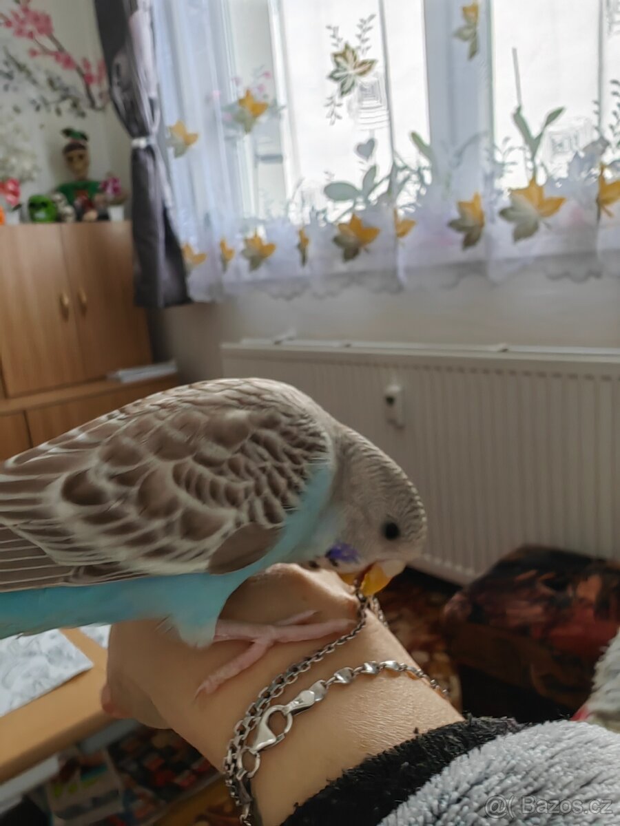 Andulka vlnkovaná - ručně dokrmená - 6