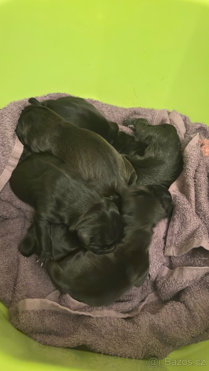Štěňata - 6