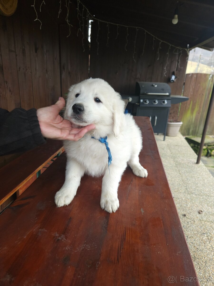 Slovenský čuvač - 6