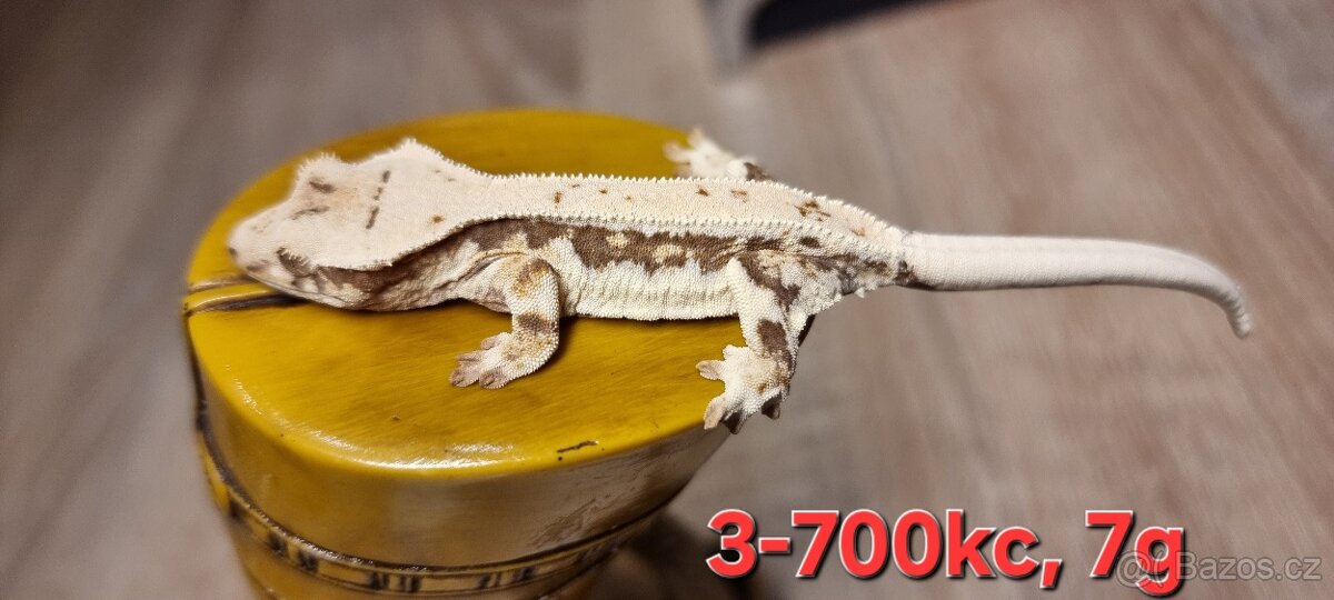 Pagekon rasnaty - 6