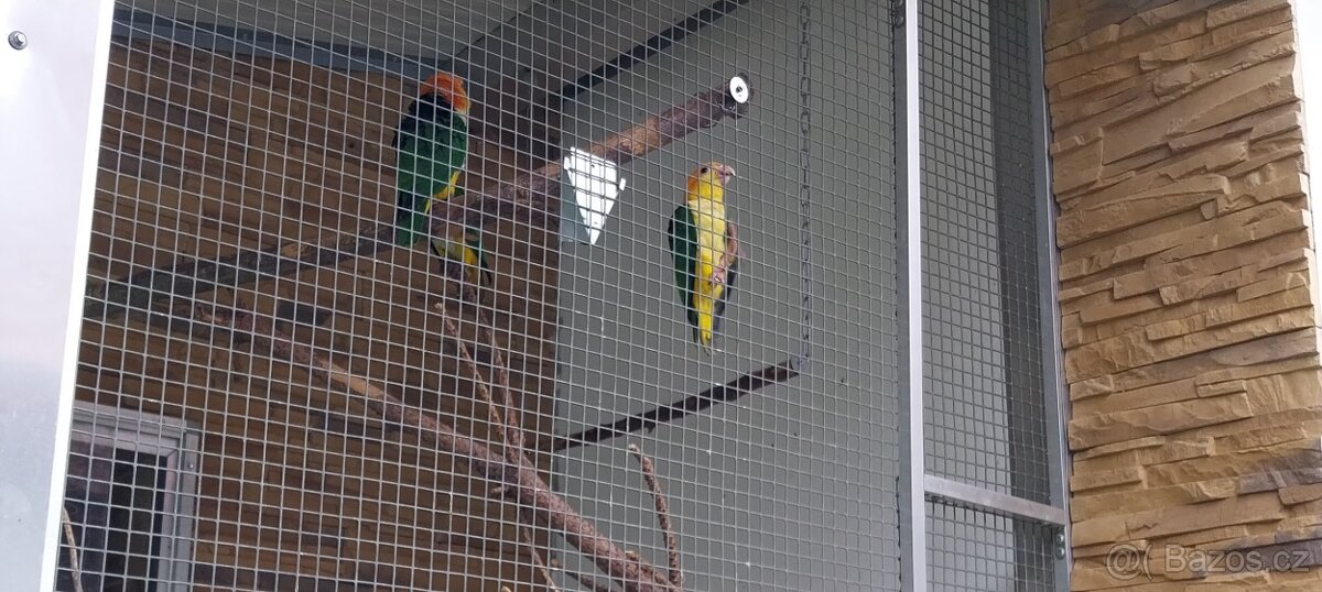 1.1. Žako Kongo,1.1.Pap.Senegálský,Amazonek Bělobřichý - 6