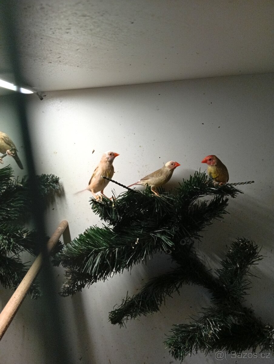 Astrild rakosní, rakosnik - 6