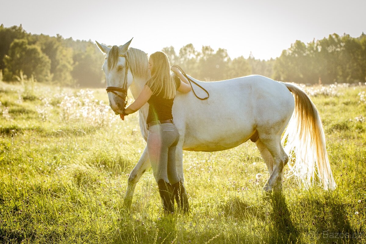 Starokladrubský valach na prodej - 6
