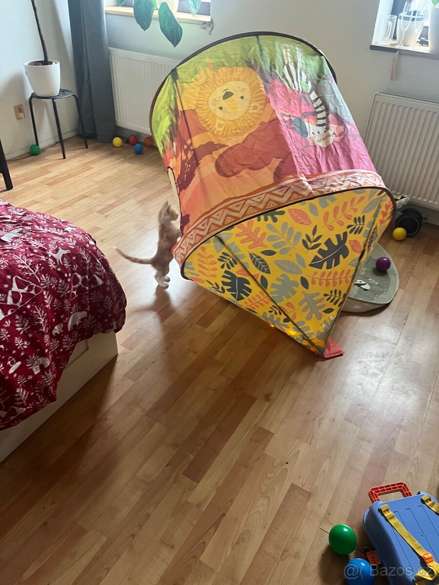 Mainská mývalí bez PP - 6