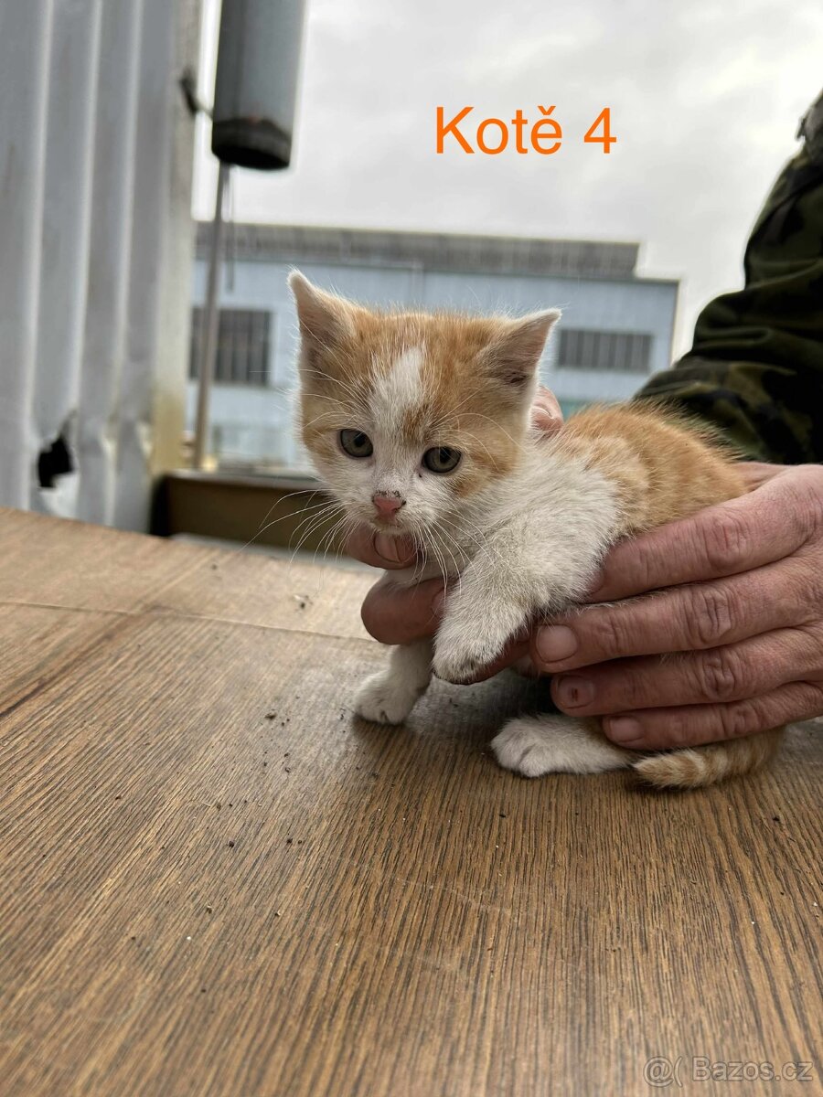 Koťata - 6