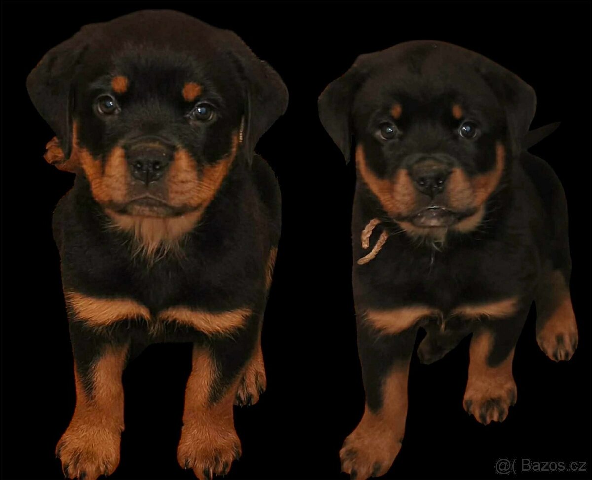 Rottweiler s PP (FCI) - 6