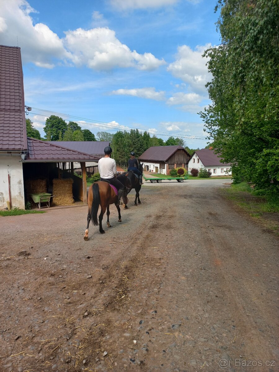 Pronájem bytu na farmě - 6