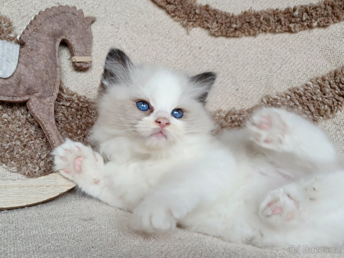 Ragdoll s PP - 6