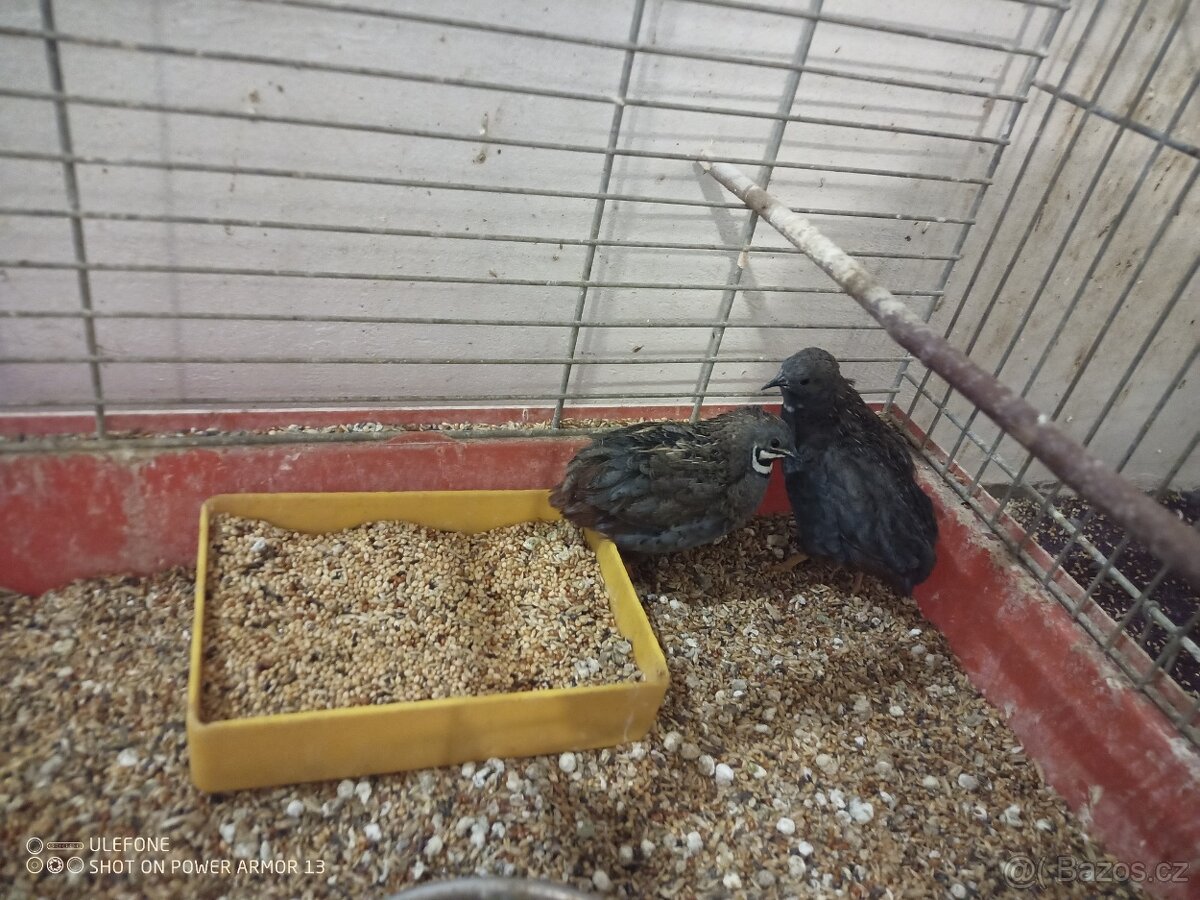 Zebricky, ryzovniky, krepelky. - 6