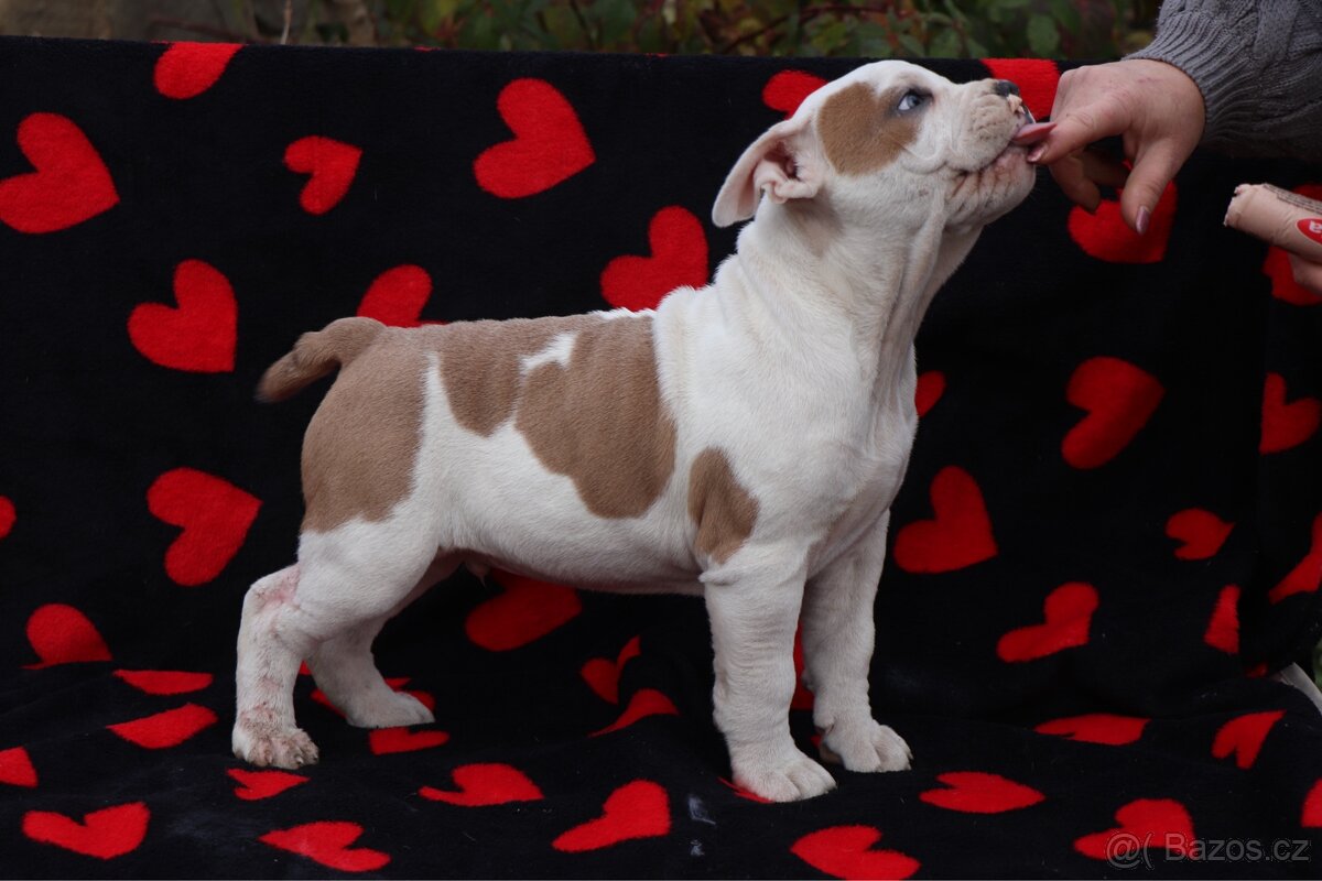 Americký stafordšírský teriér s PP pejsek SPIRIT - 6