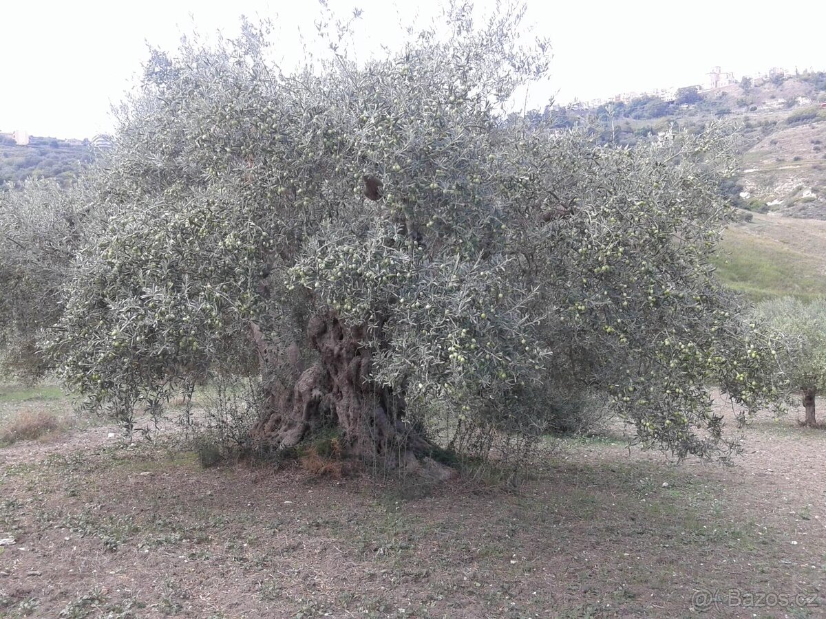 Panenský olivový olej - 6