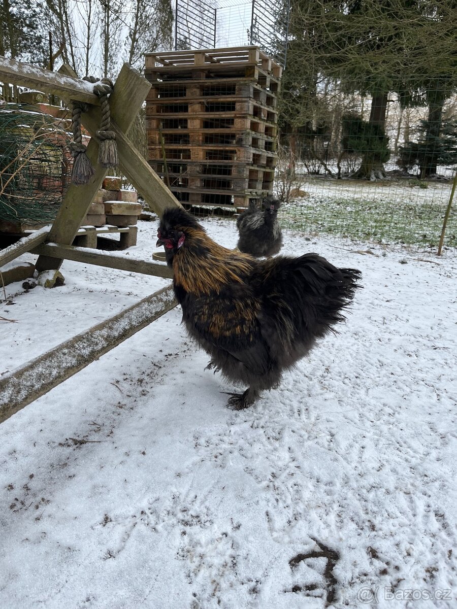 Kohout hedvábničky - 6