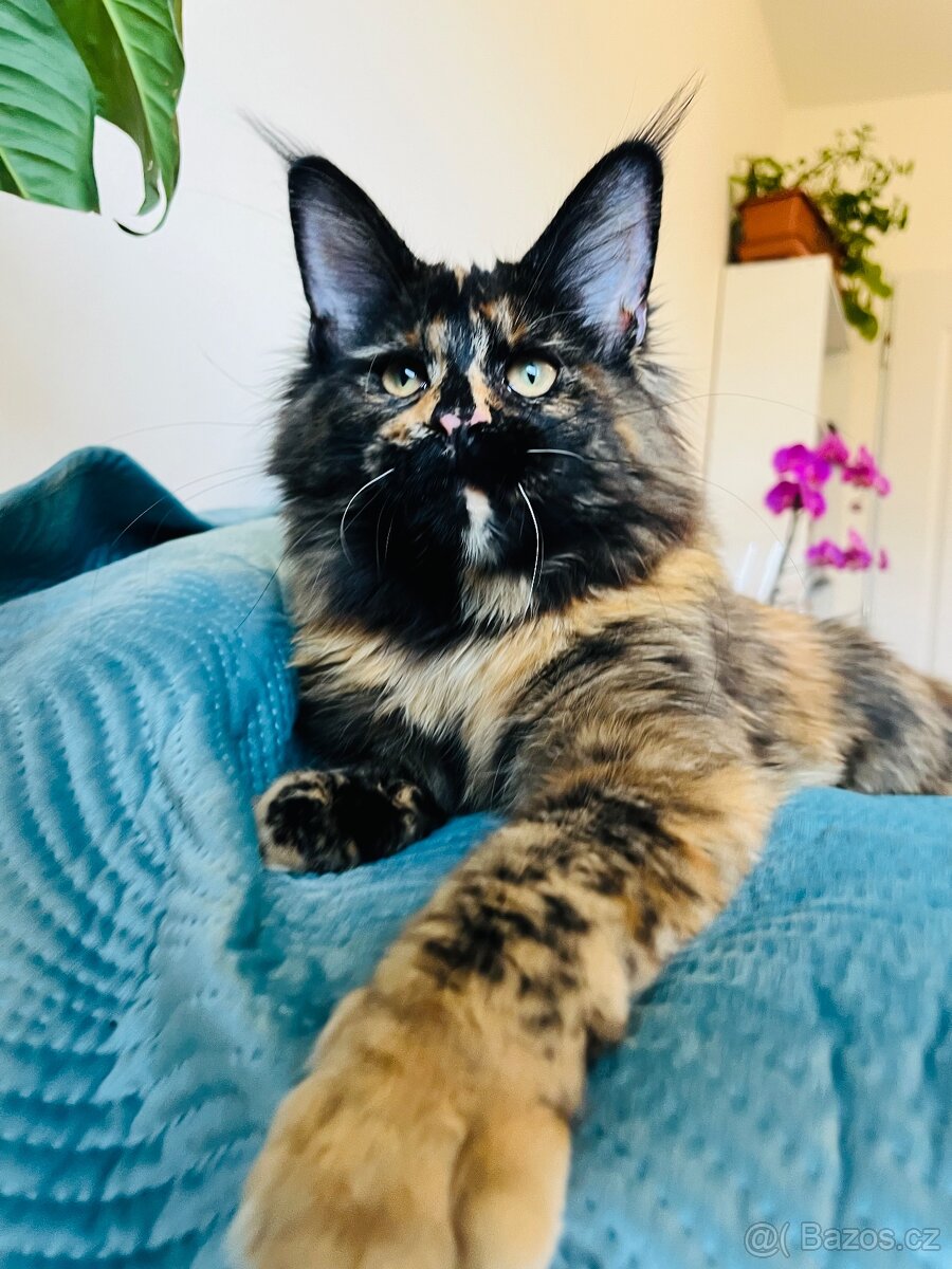 Mainská mývalí s pp - 6