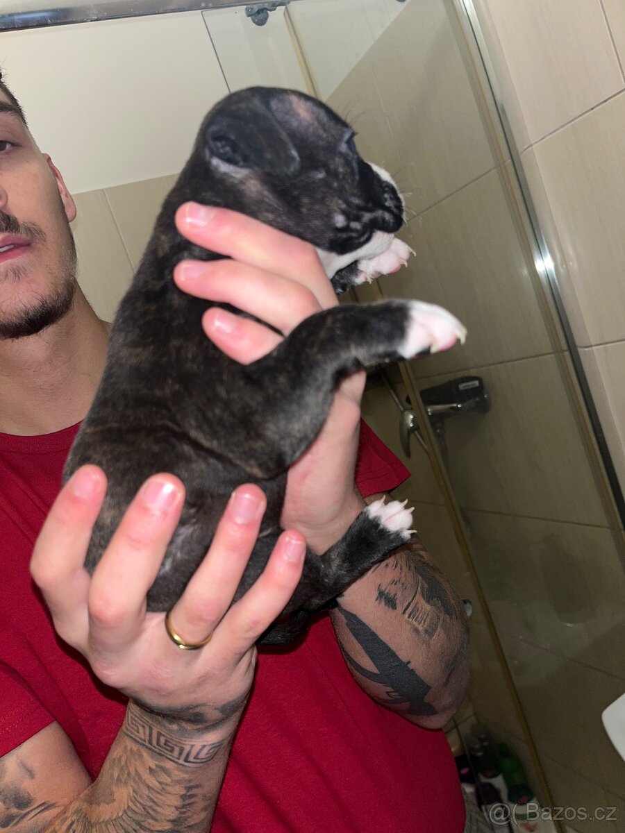 Prodám štěňata - 6