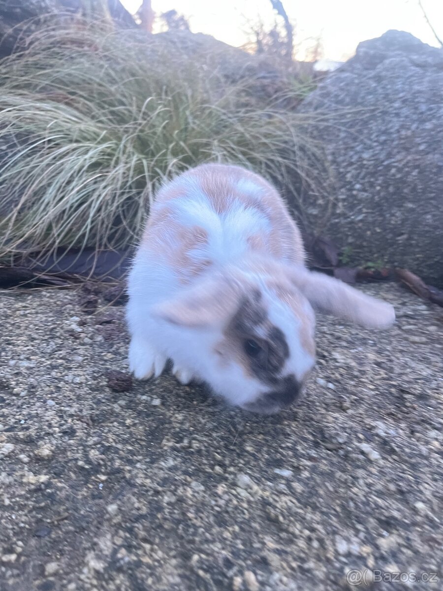 Zakrslý beránek - kluk 🩵 - 6