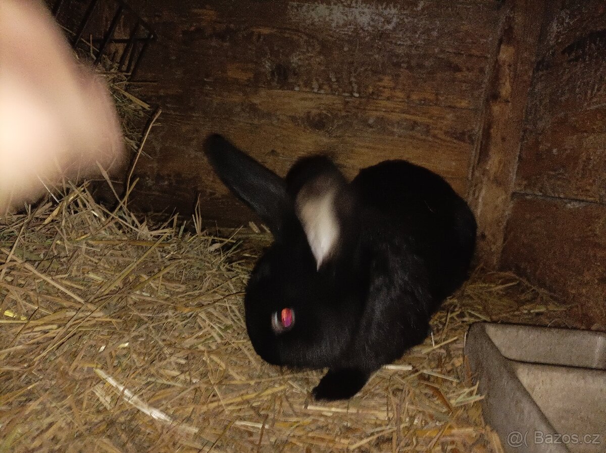Prodám králíky - 6