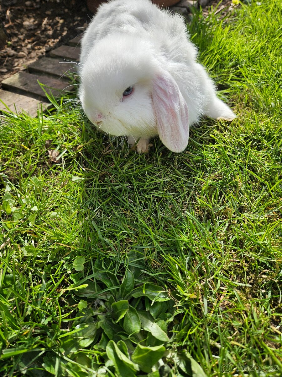 Zakrslý králík - 6