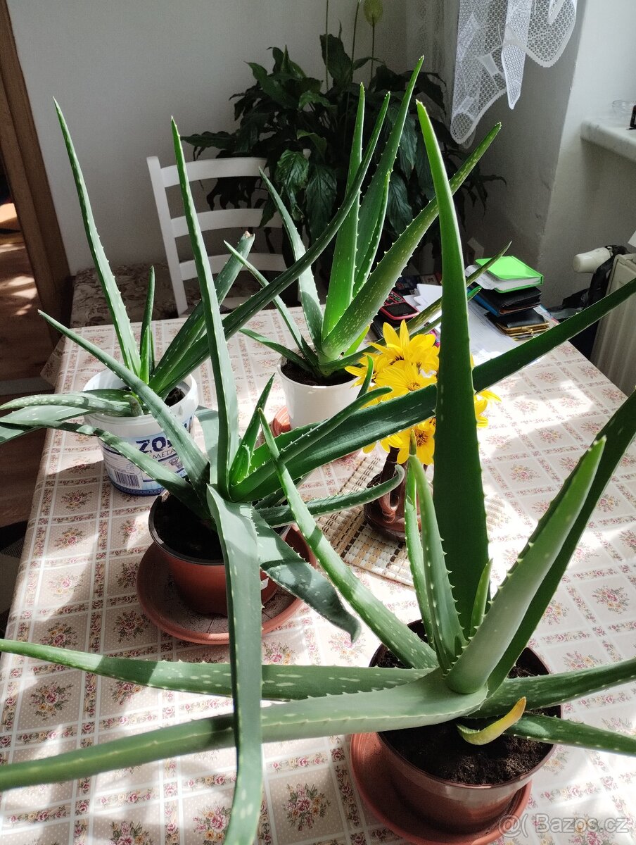 PRODÁM 3 KUSY BANÁNOVNÍKŮ A 4 KUSY ALOE VERA LÉČIVÉ - 6