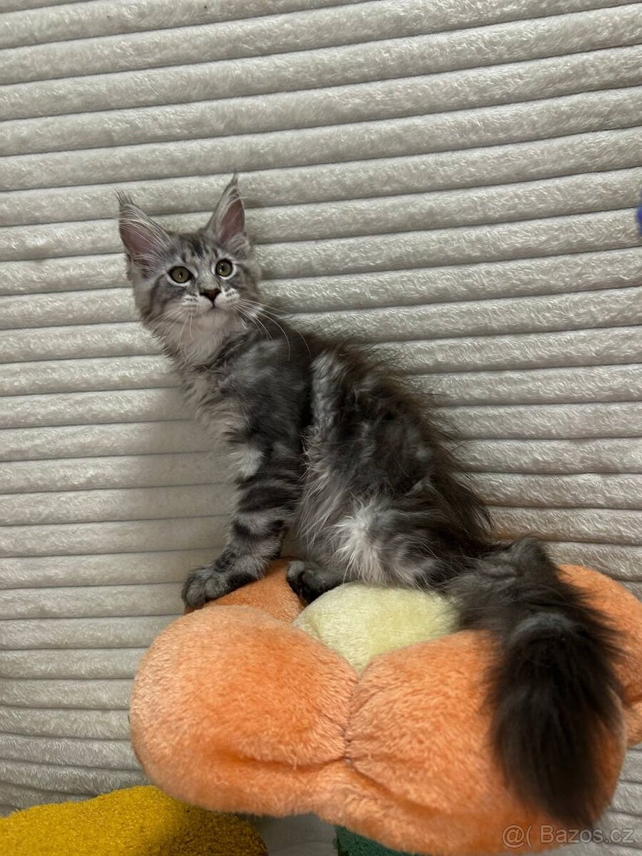 Maciatko maine coon s PP s PP MeriHor - 6