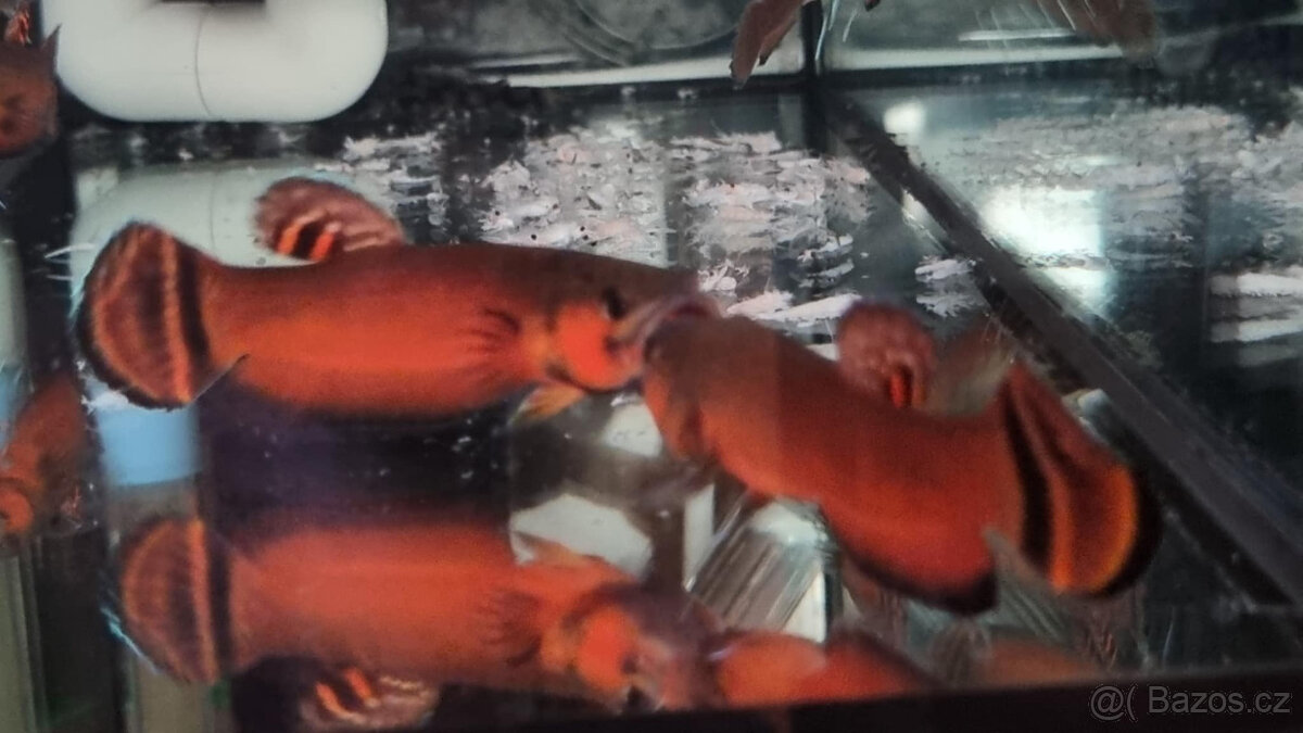 Betta Macrostoma - 6