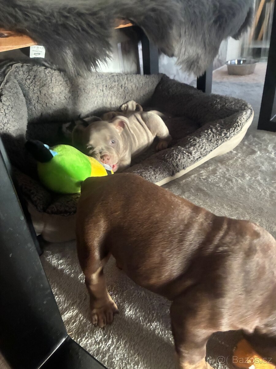 American Bully Micro s PP - 6