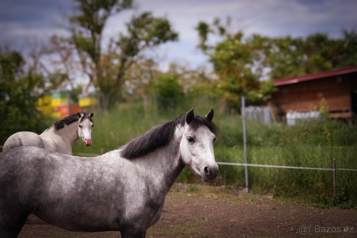 Welsh pony - 6