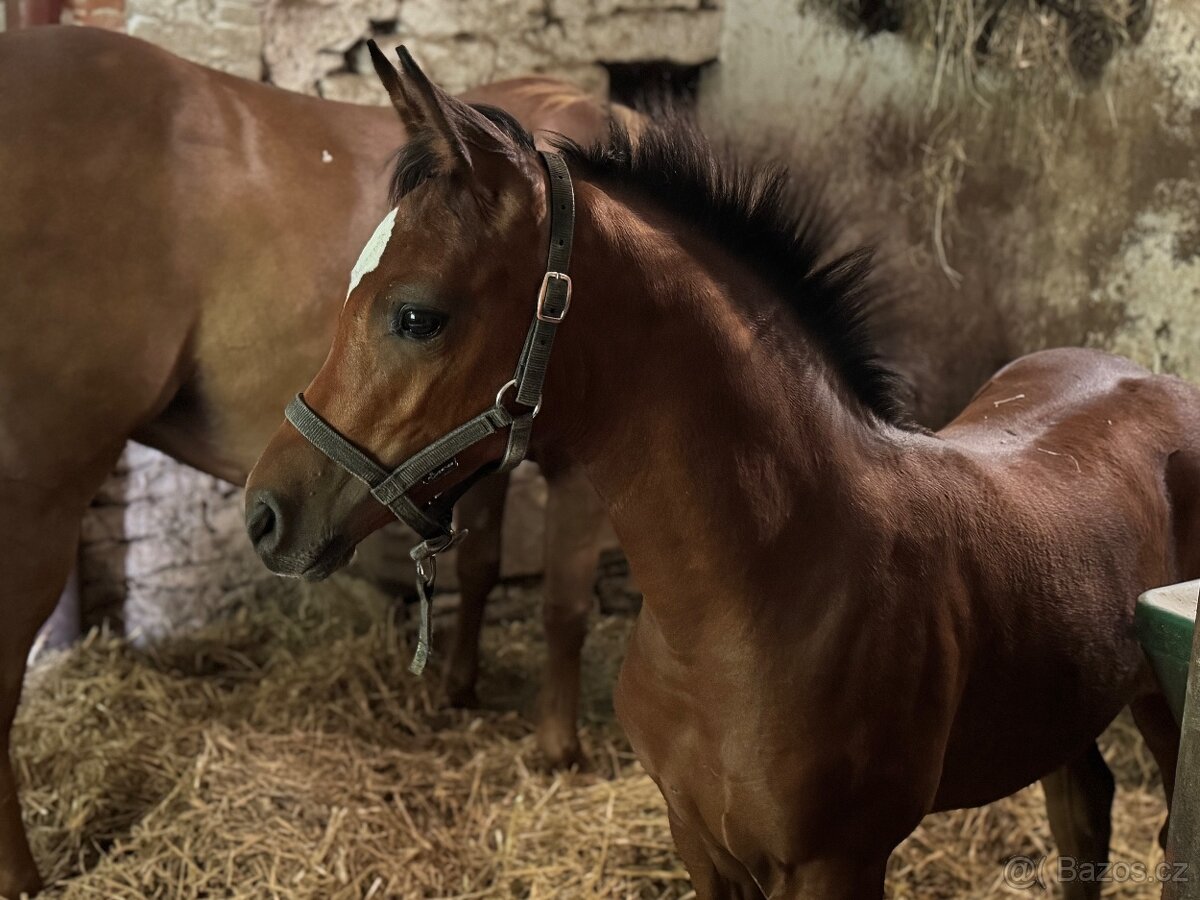 Klisnička s 75% arabské krve - 6