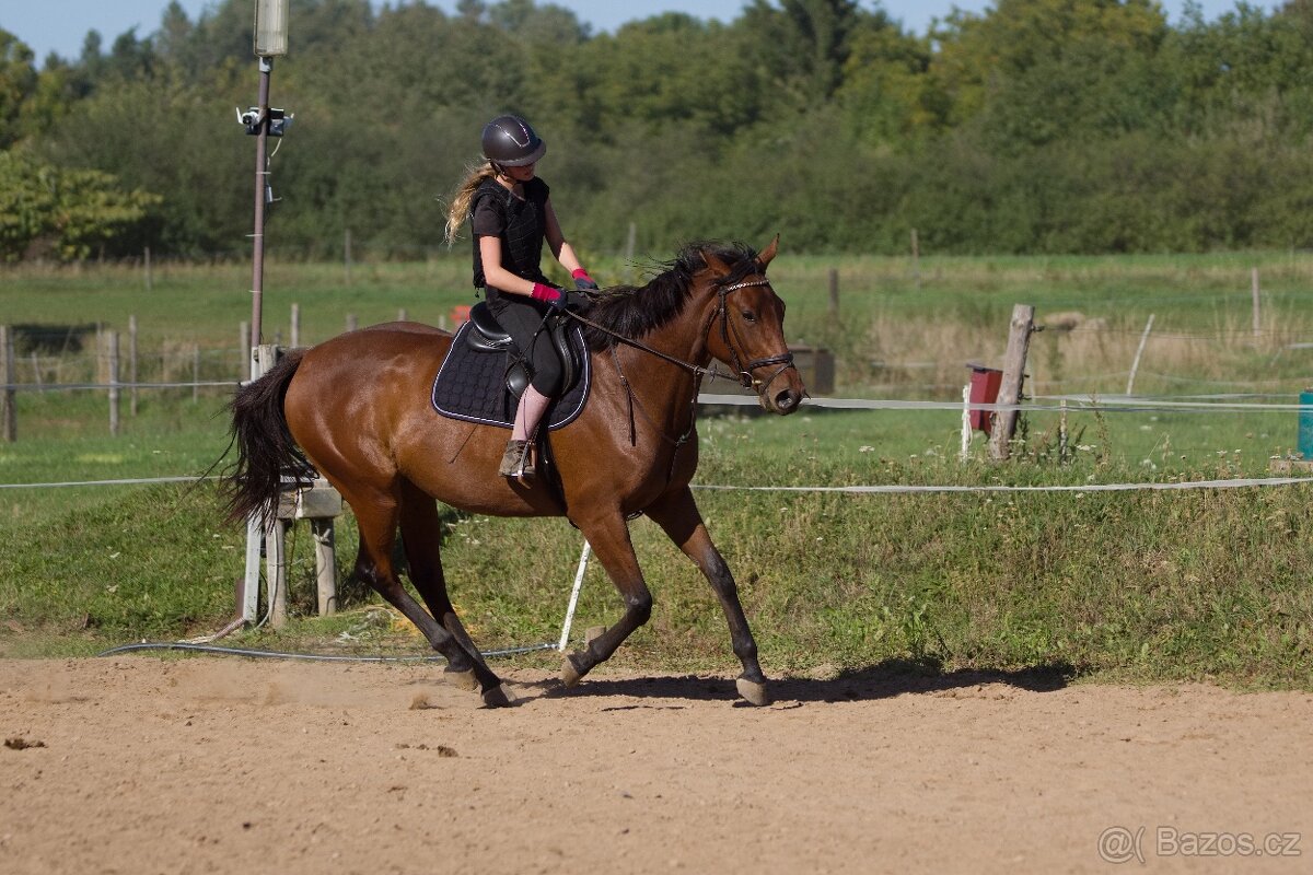 Hodná klisna do hobby sportu nebo rekre - 6