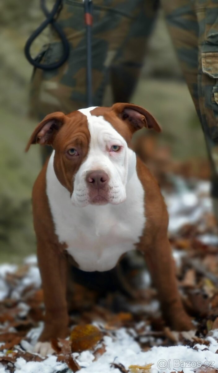 American bully - ch.s. Family Muscle Bullies - 6