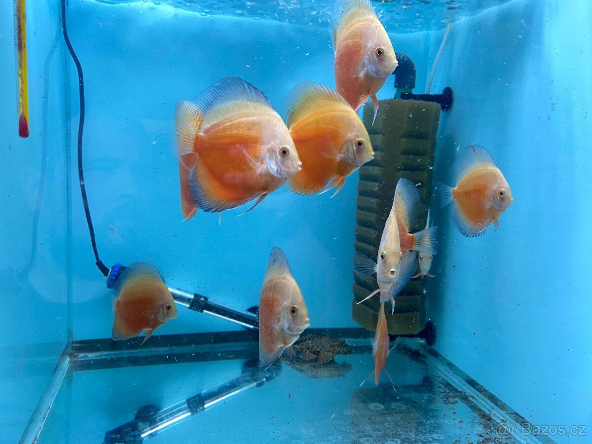 Terčovci - discusy RED VALENTINE - 6