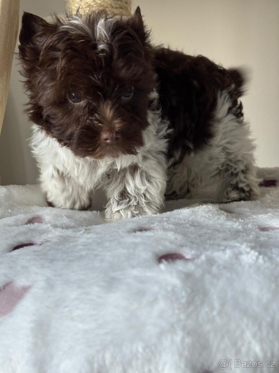 Jorkširský teriér Choco - 6
