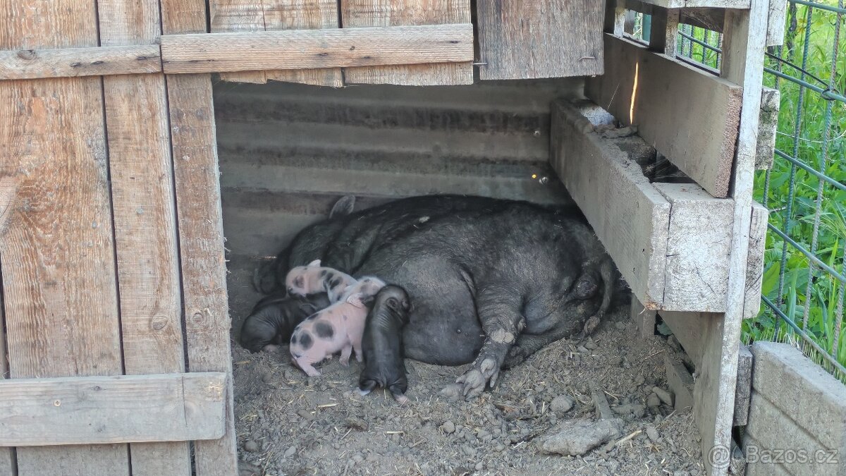 Gottingenské miniprasátko - 6