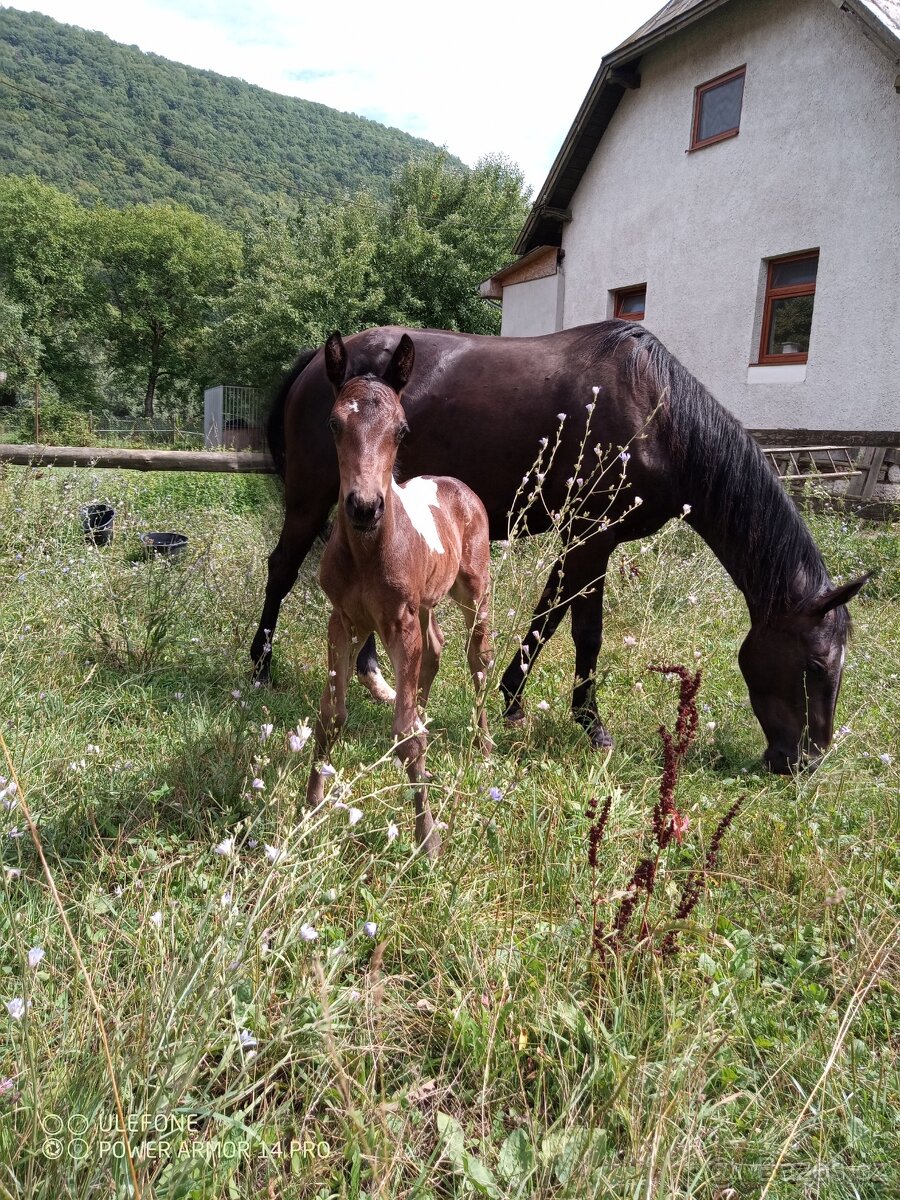 Aph, American paint horse, valach,qh - 6