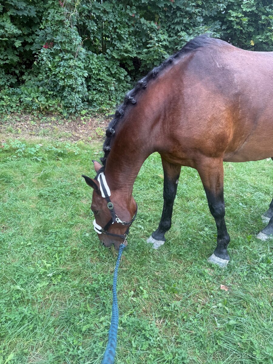 Docházka k valachovi - 6