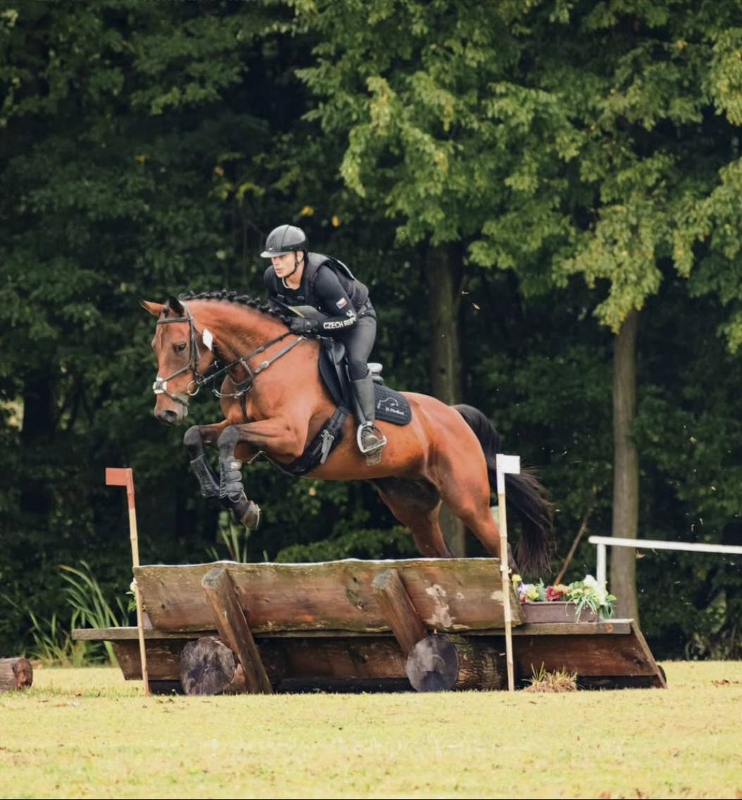 Všestranný 7 letý valach do sportu - 6