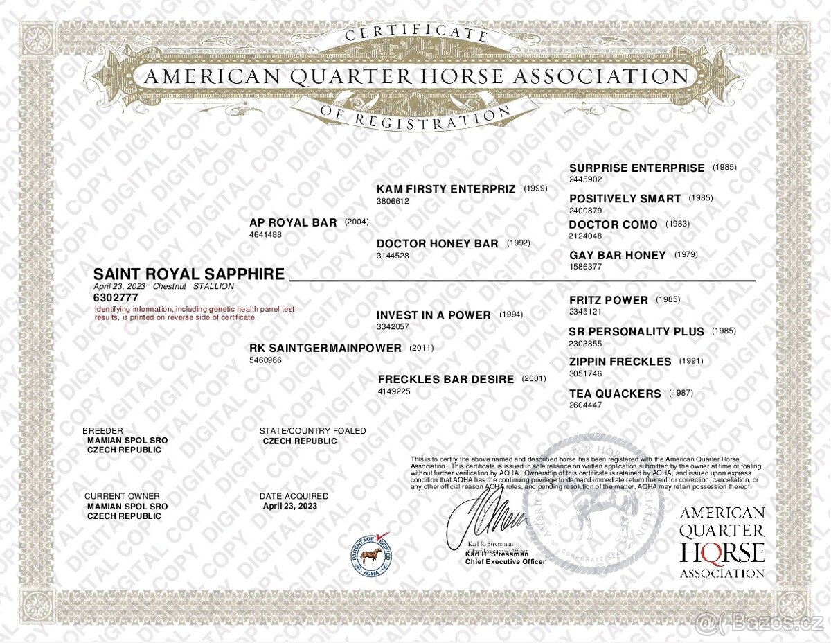 Qh valach po AP Royal Bar - 6