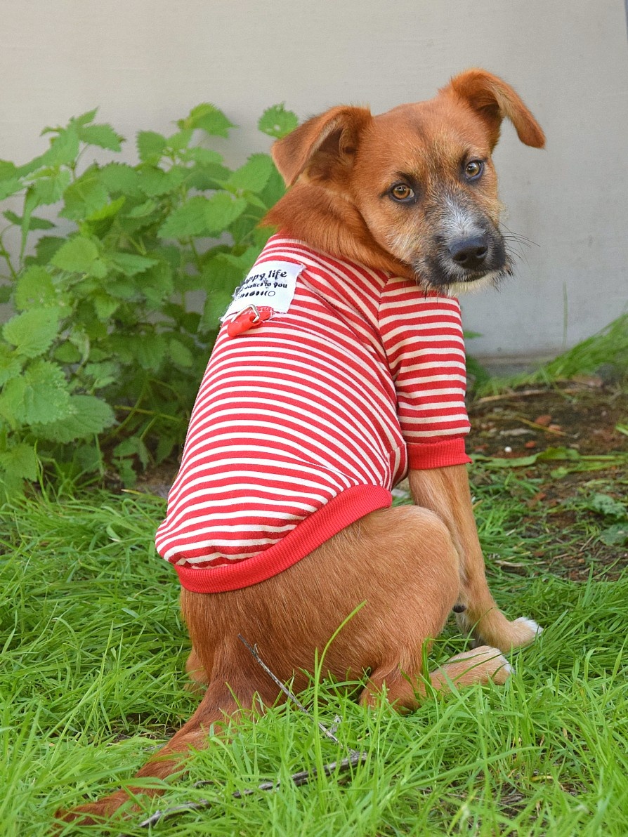 Mochi hledá domov - 6