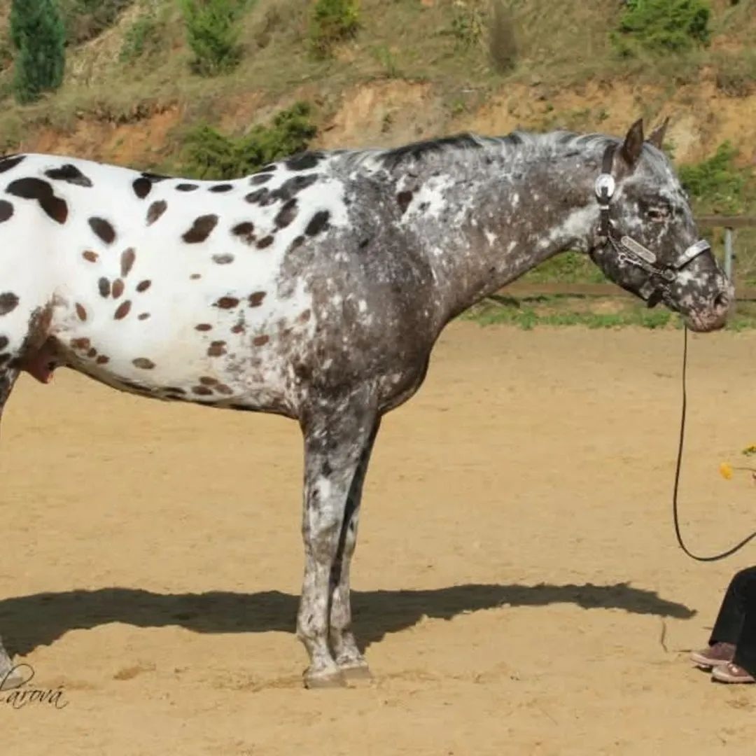 Appaloosa klisnička - 6
