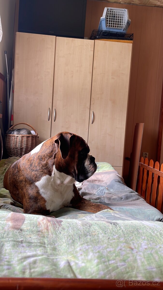 Boxer - 6