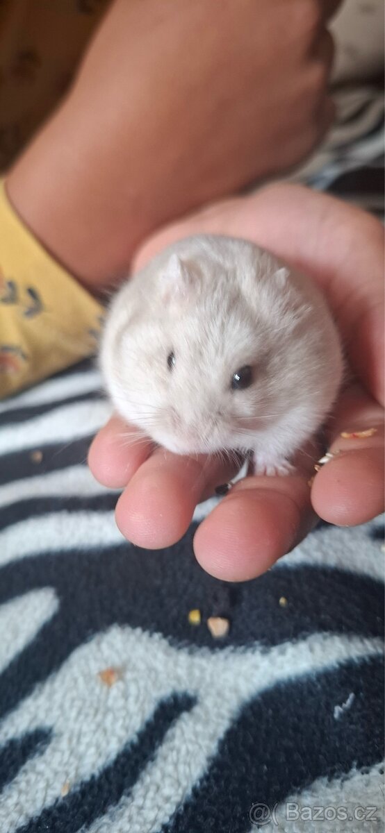 Křeček džungarský - 6