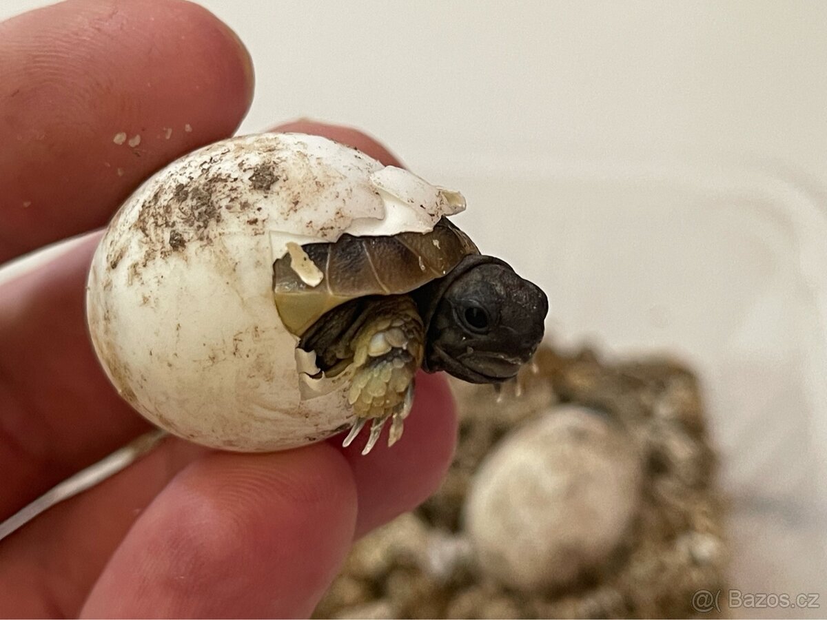 Želva zelenavá - mláďata - 6