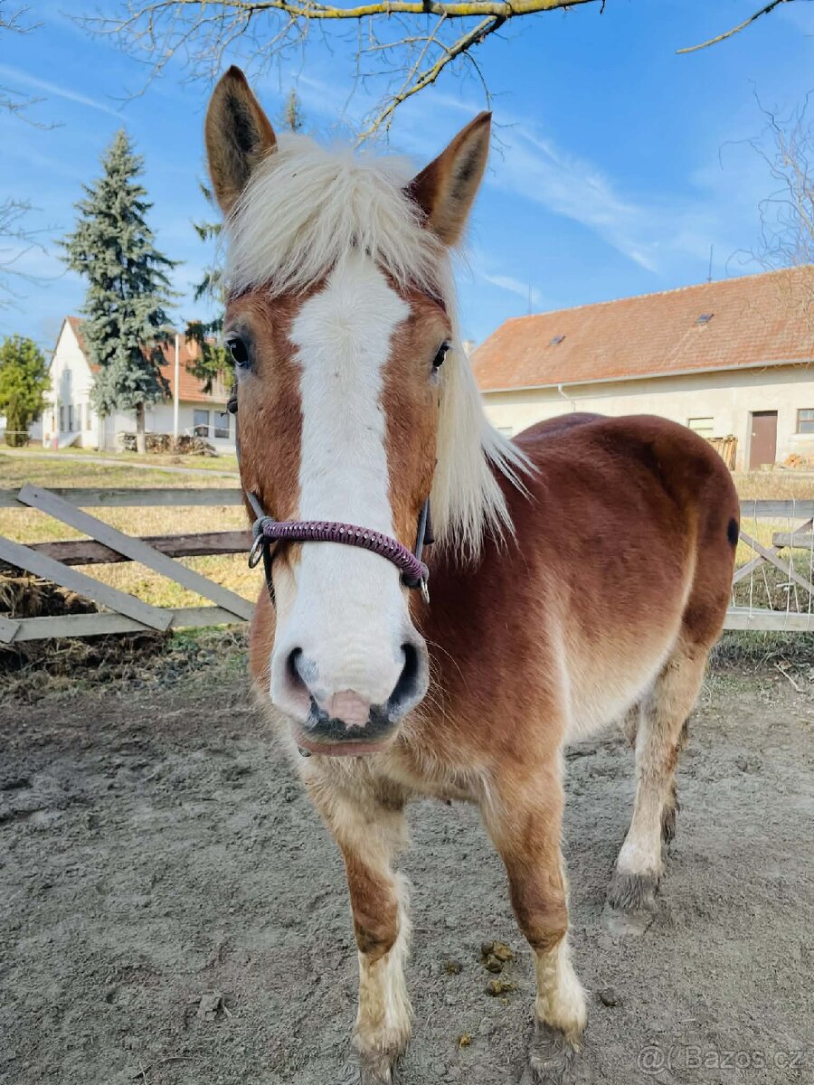 9 letá klisna ČMB - 6