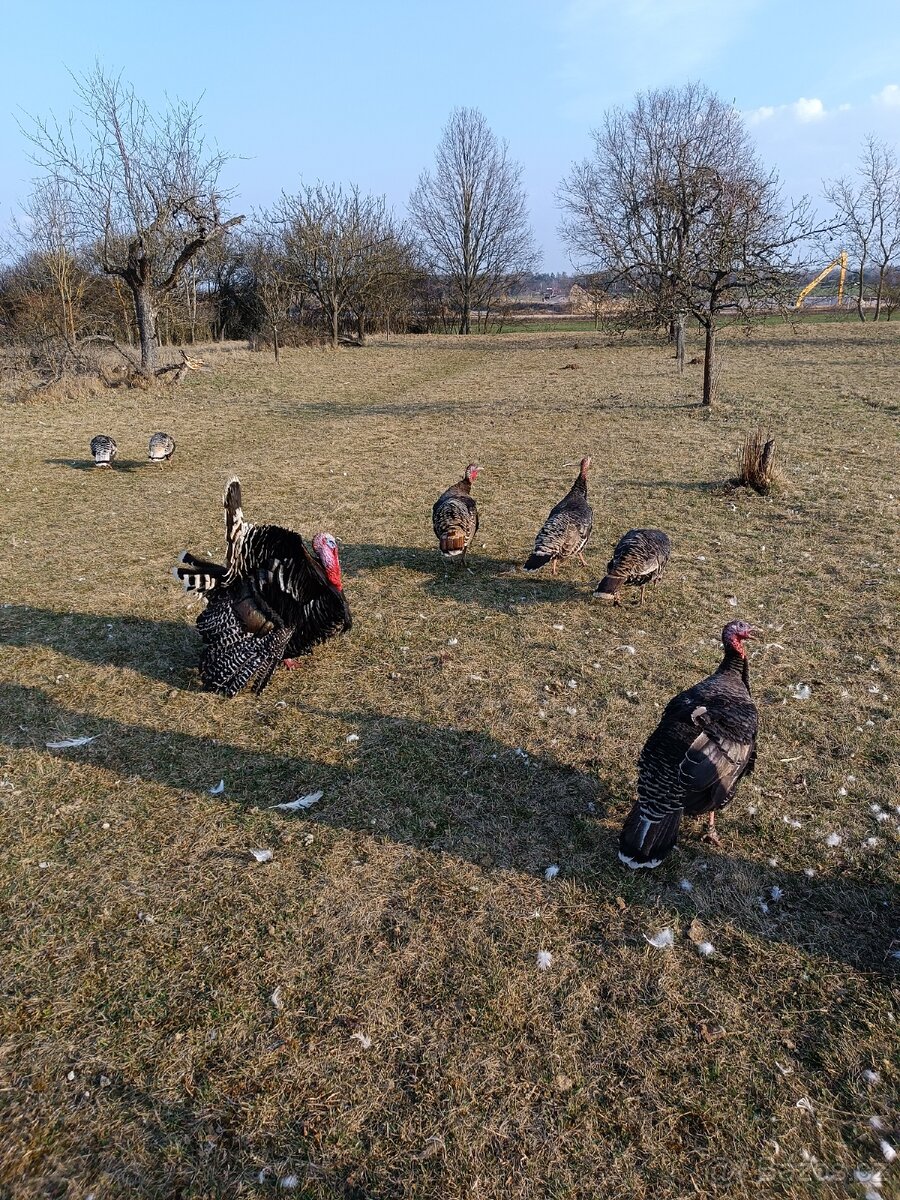 Krůťata, housata - 6