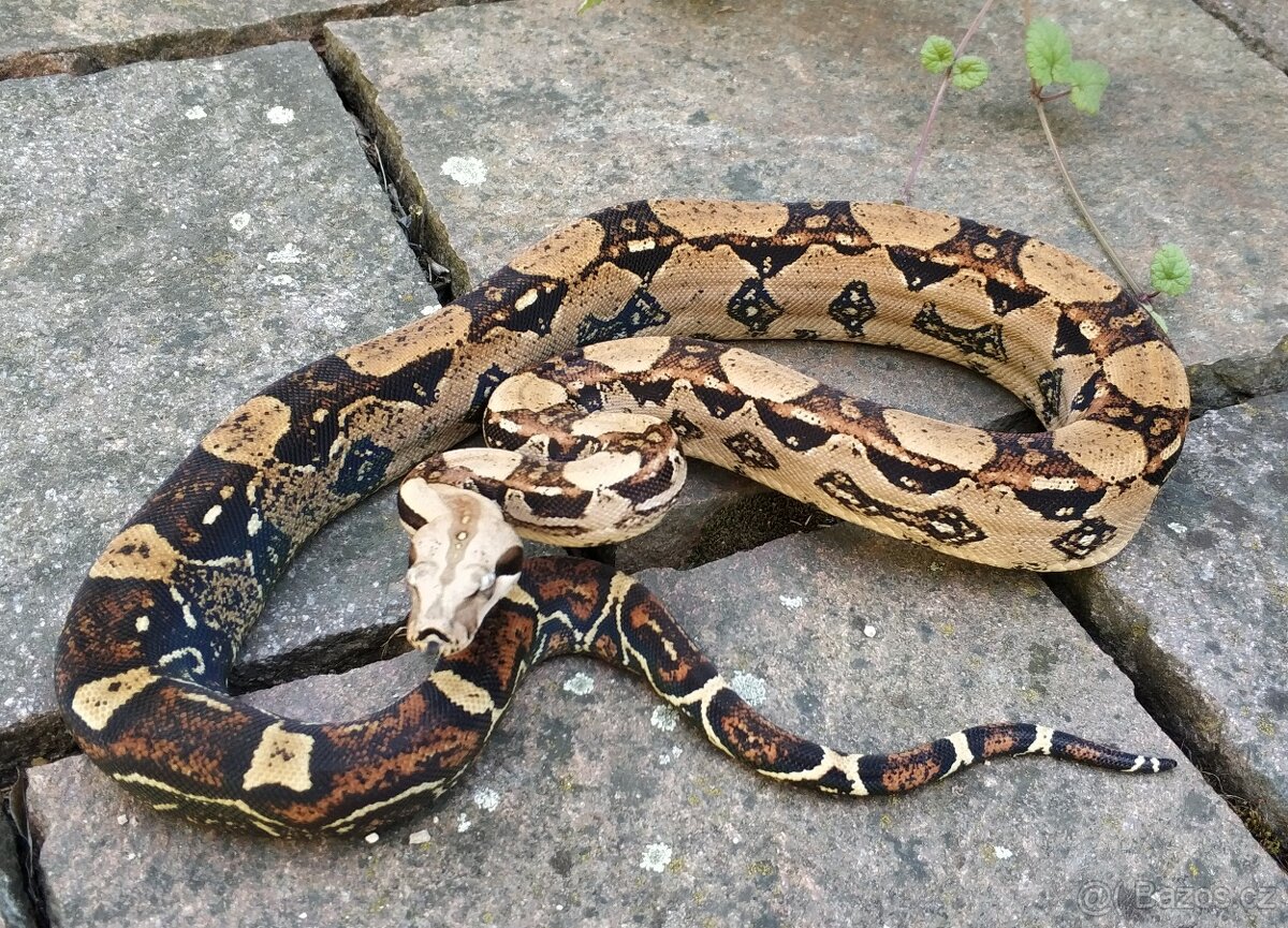Boa imperator - Hypo Arabesque Keltic het Sharp Albino - 6