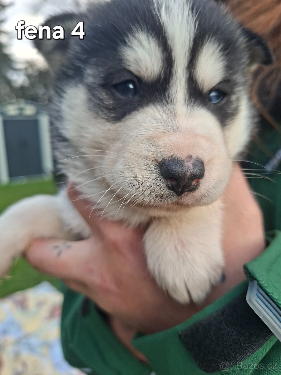 Sibiřský husky - 6