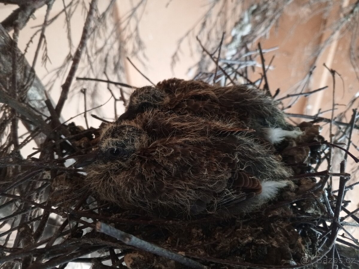 HR.DIVOKA A H.CHOCHOLATY - 6