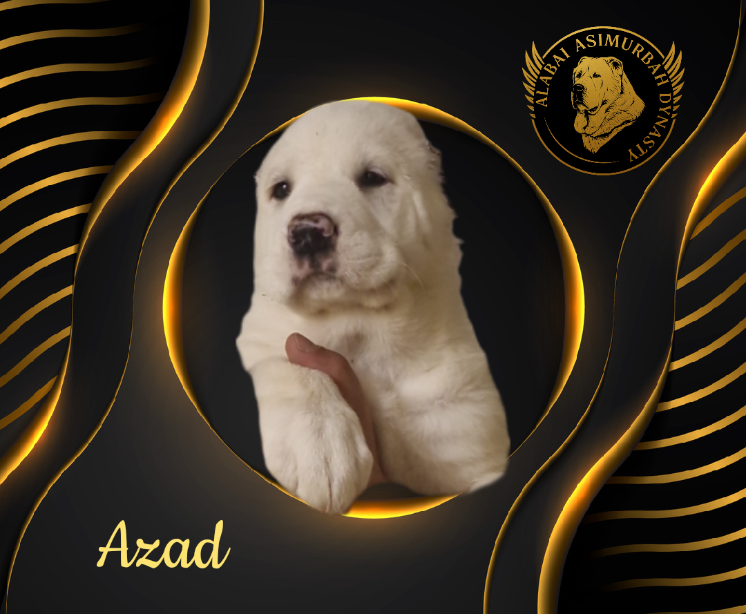 Stredoásijský pastevecký ovčiak s PP - 6