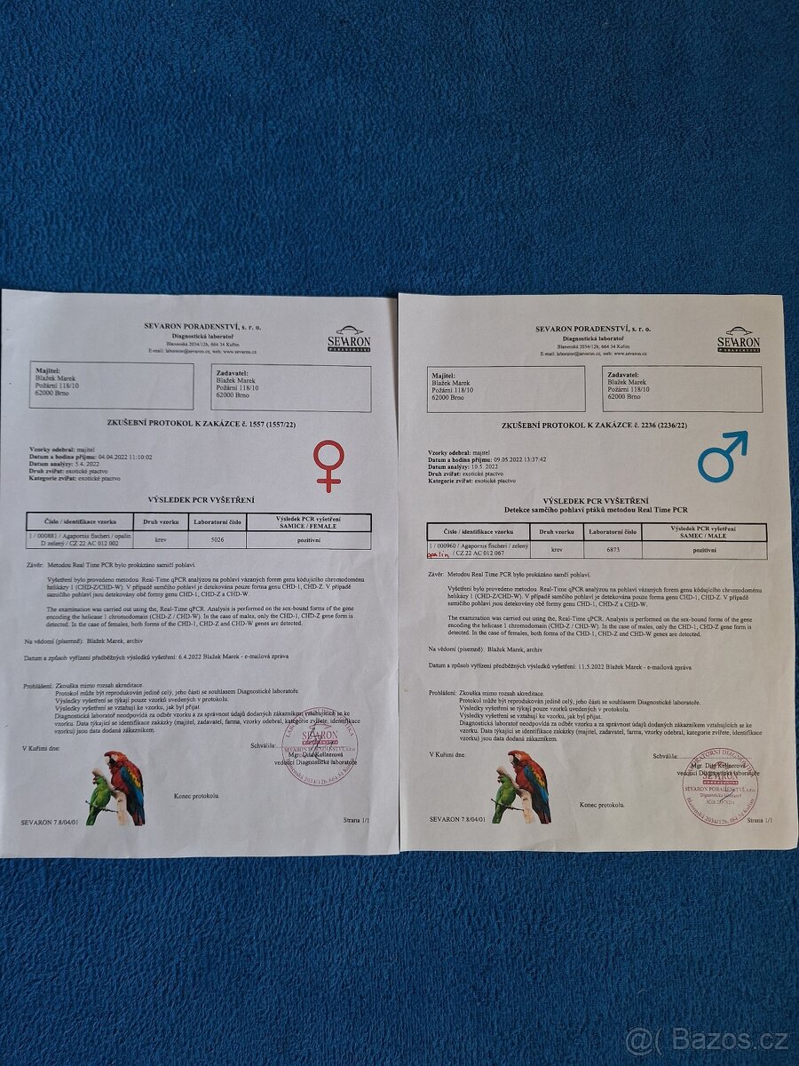 Agapornis Fischeri - 6