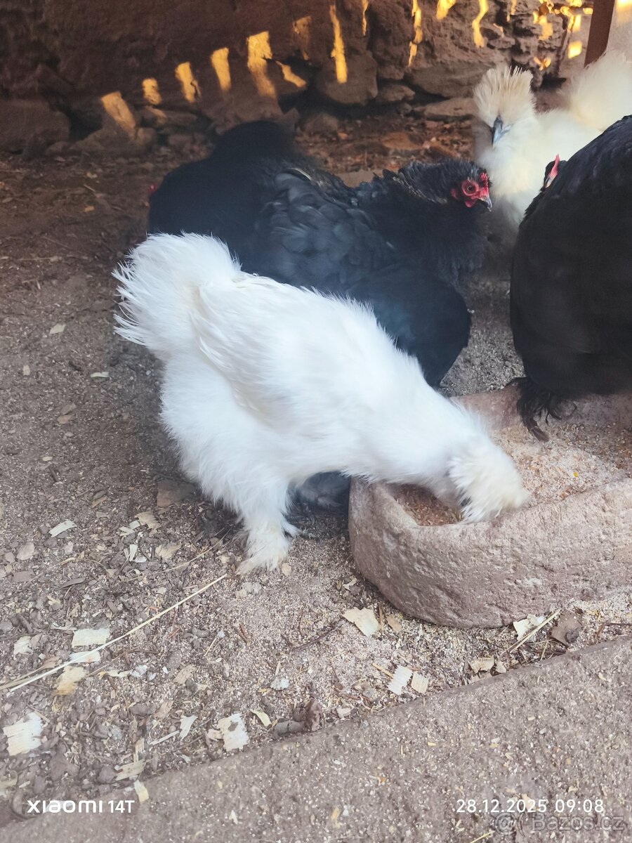 Hedvabnicka velká EU s vousem bílá - 6